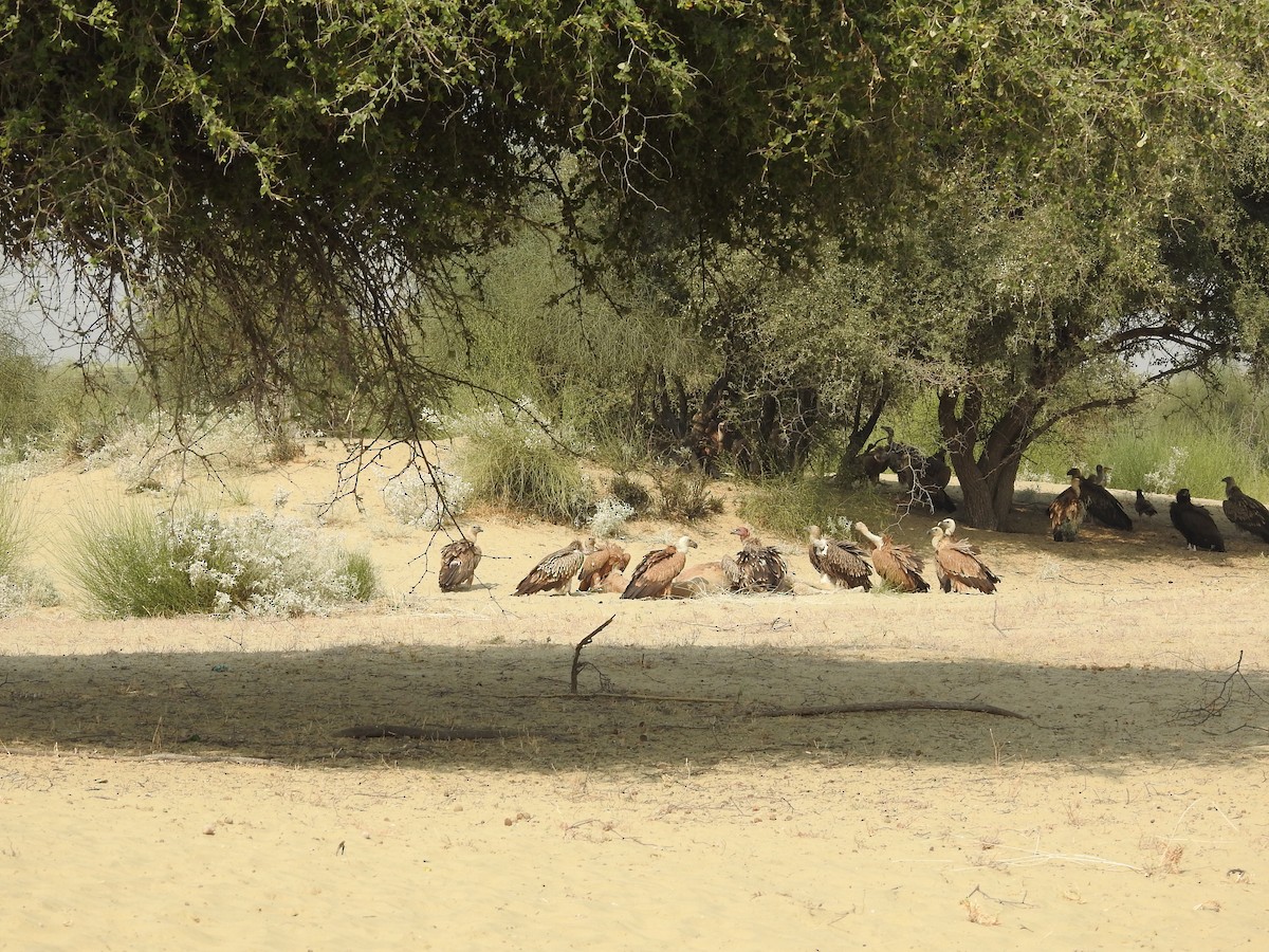 Schneegeier - ML646390322