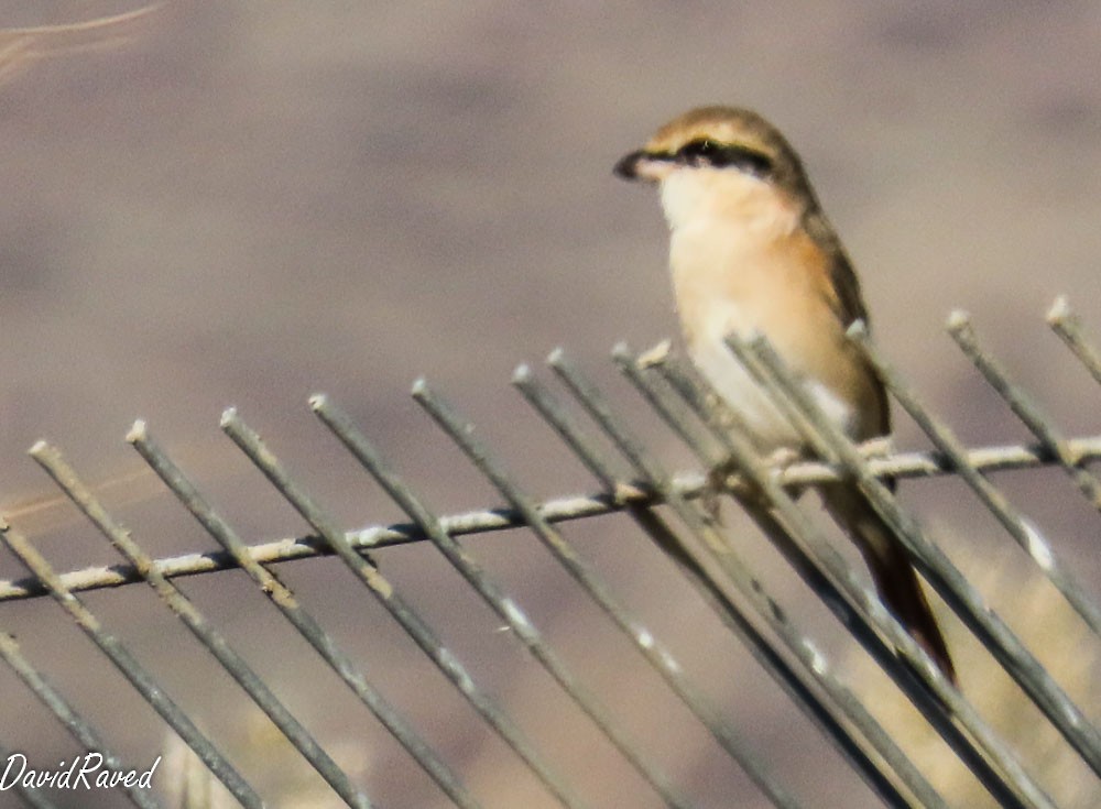 Isabelline Shrike - ML646390328