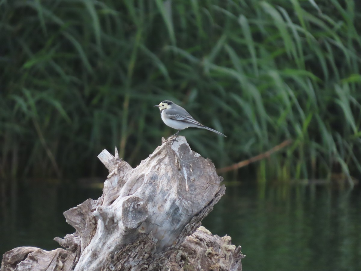 White Wagtail - ML646390329