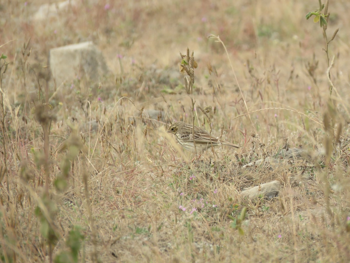 林鷚 - ML646390330