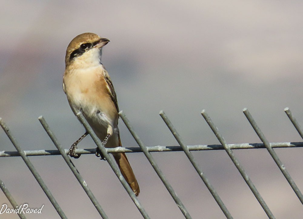 Isabelline Shrike - ML646390331