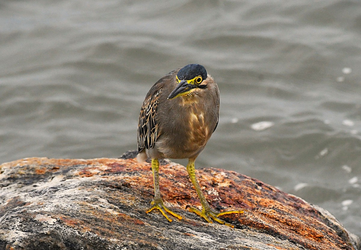 綠簑鷺 - ML646390335