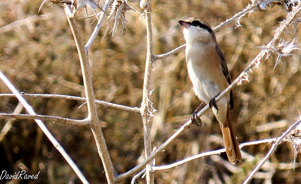 Isabelline Shrike - ML646390336