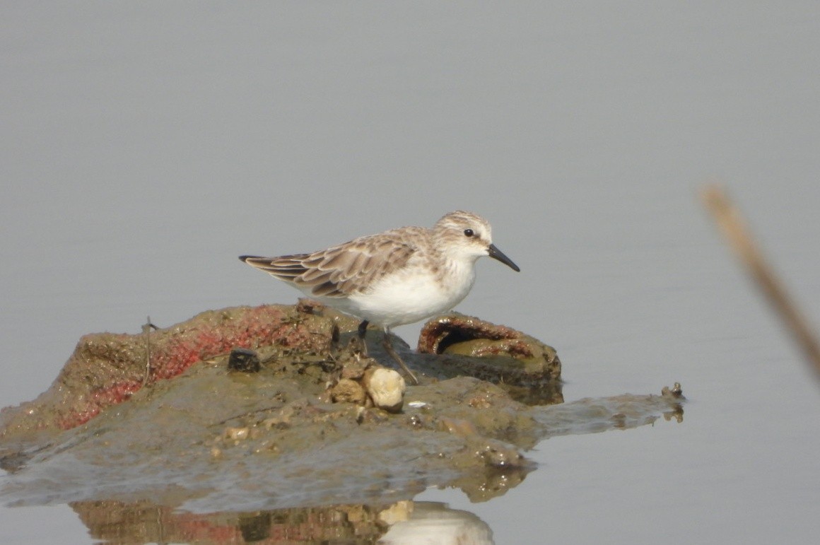 Küçük Kumkuşu - ML646390338