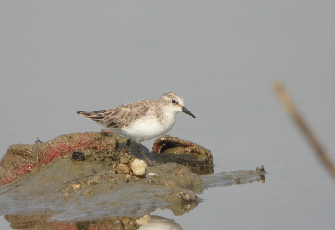 Küçük Kumkuşu - ML646390339