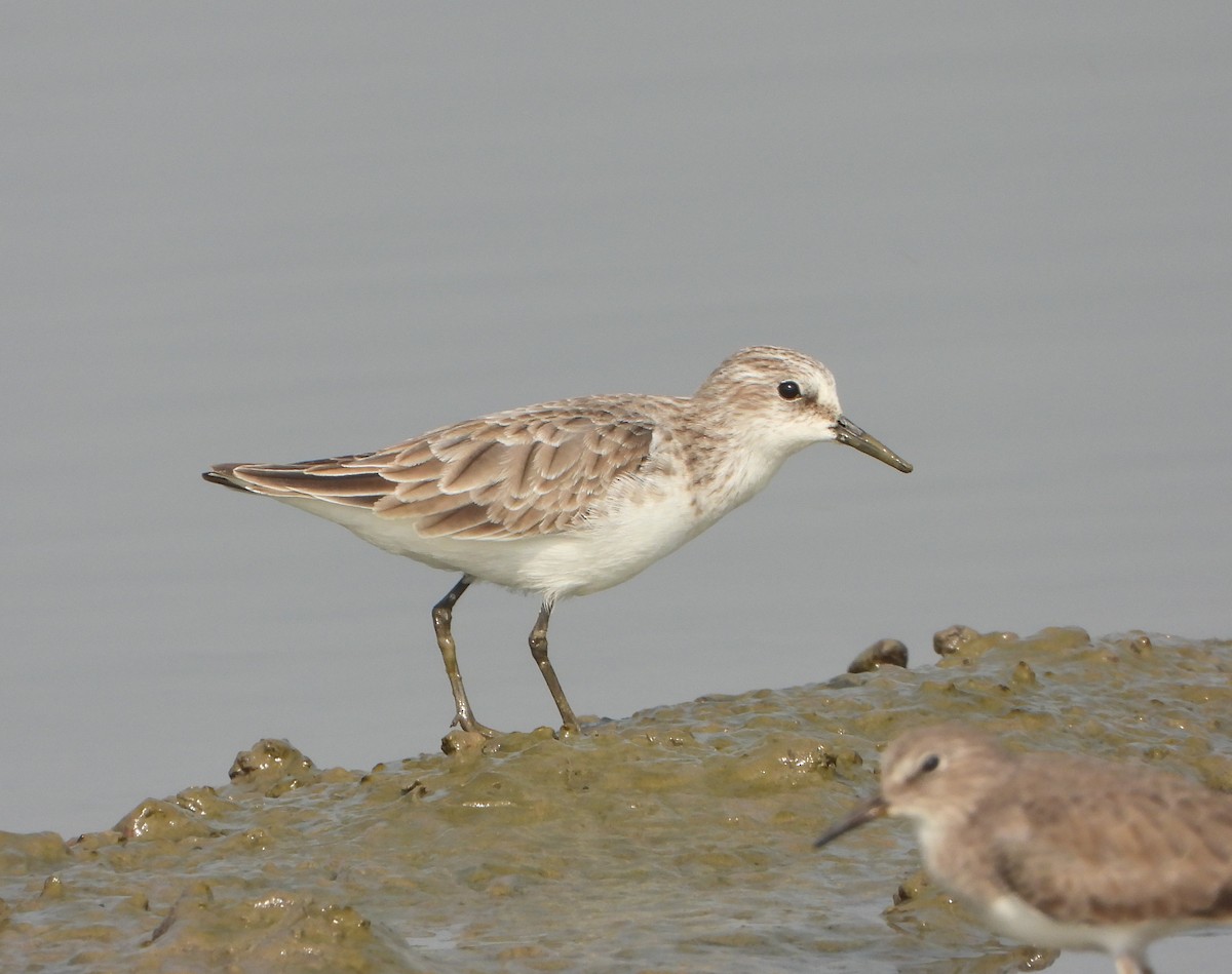 Küçük Kumkuşu - ML646390340