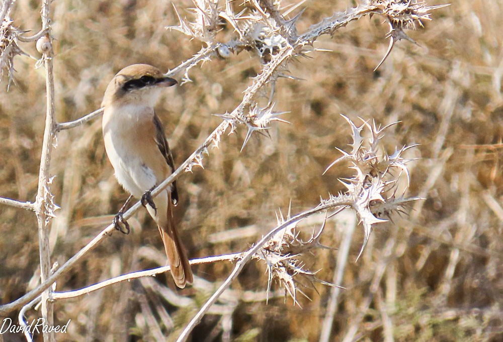 Isabelline Shrike - ML646390341