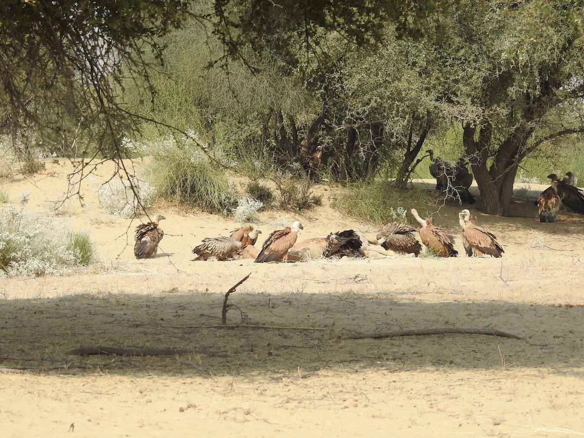 Schneegeier - ML646390342