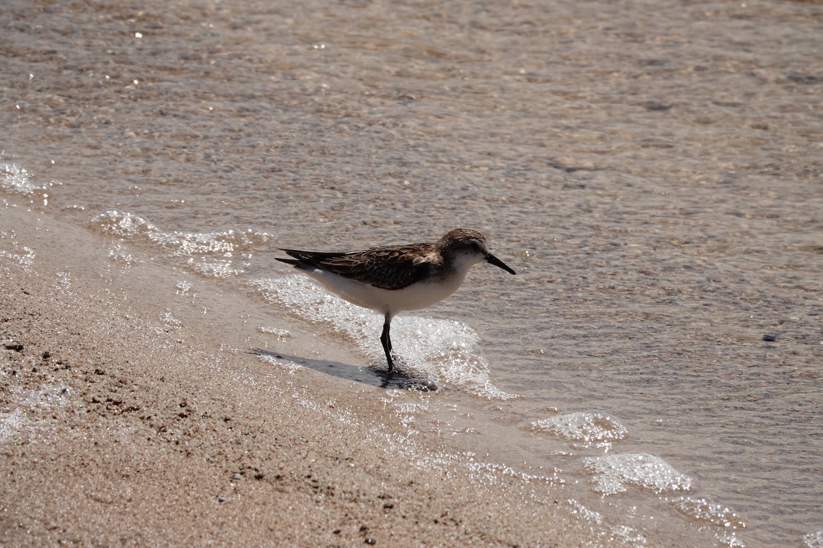 Red-necked Stint - ML646390343