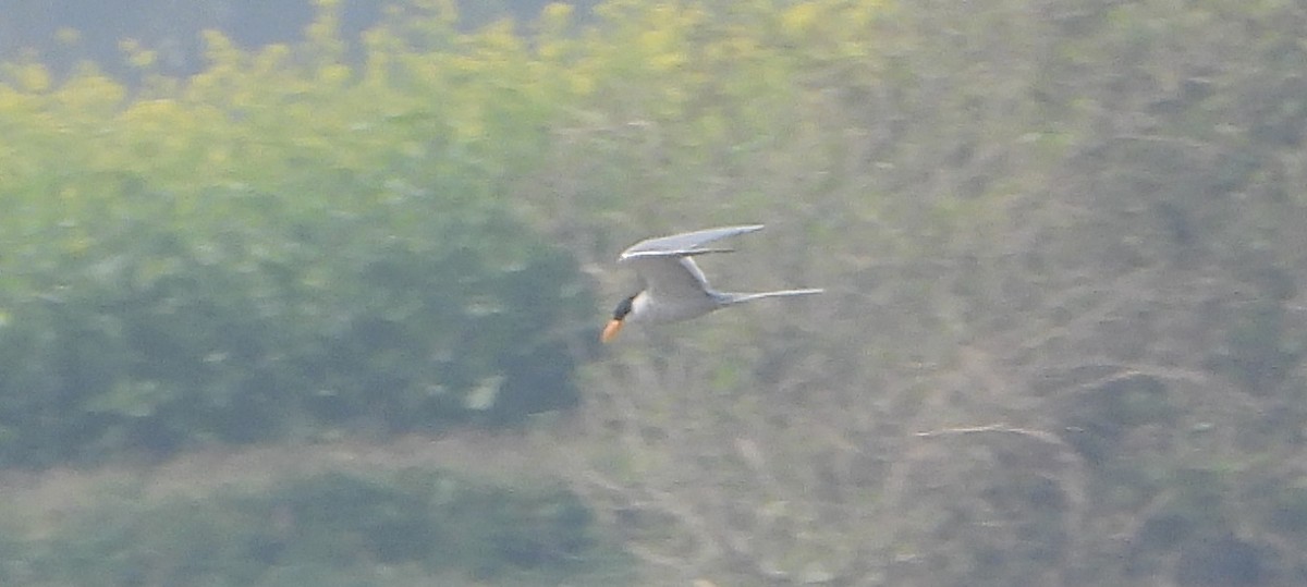 River Tern - ML646390345