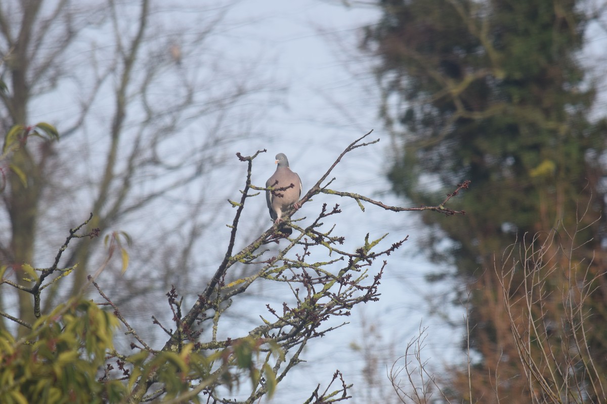 Common Wood-Pigeon - ML646390346