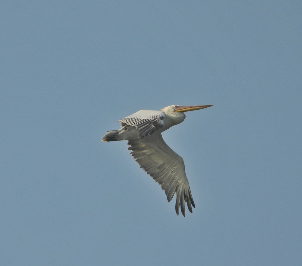 Dalmatian Pelican - ML646390348