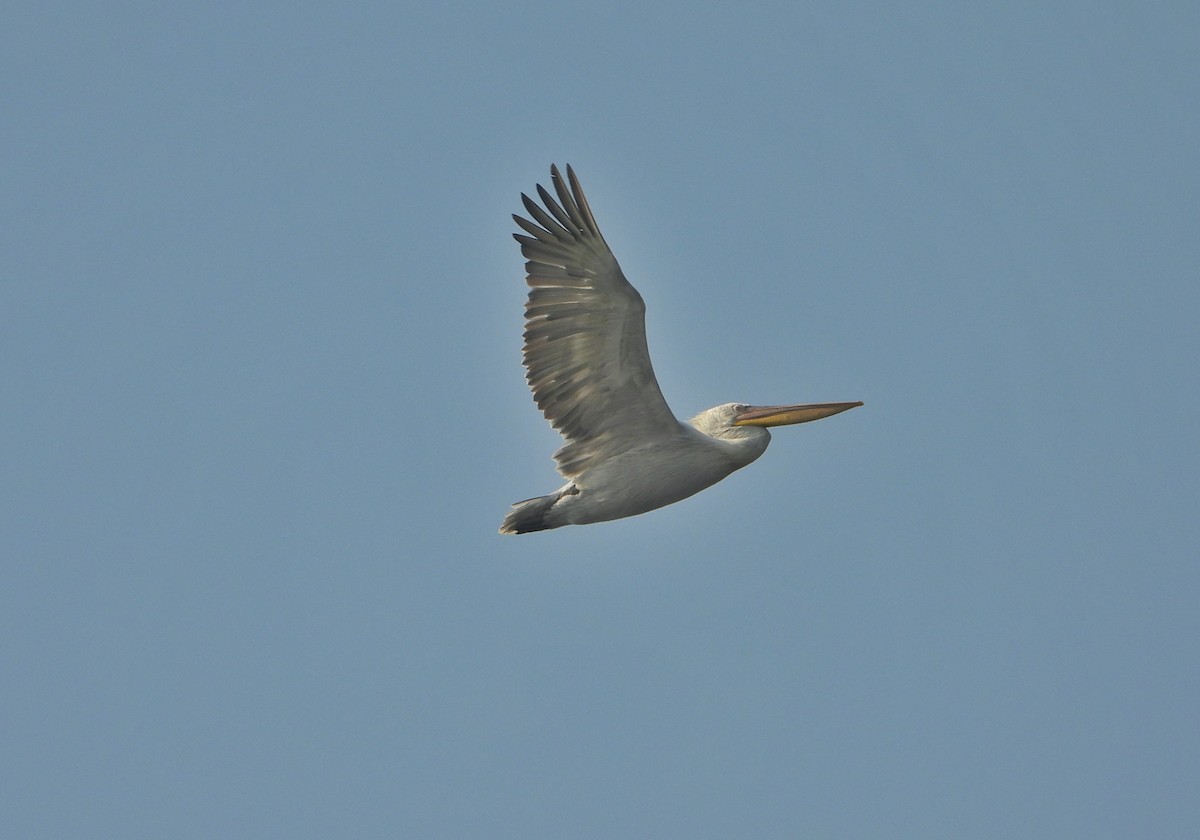Dalmatian Pelican - ML646390349