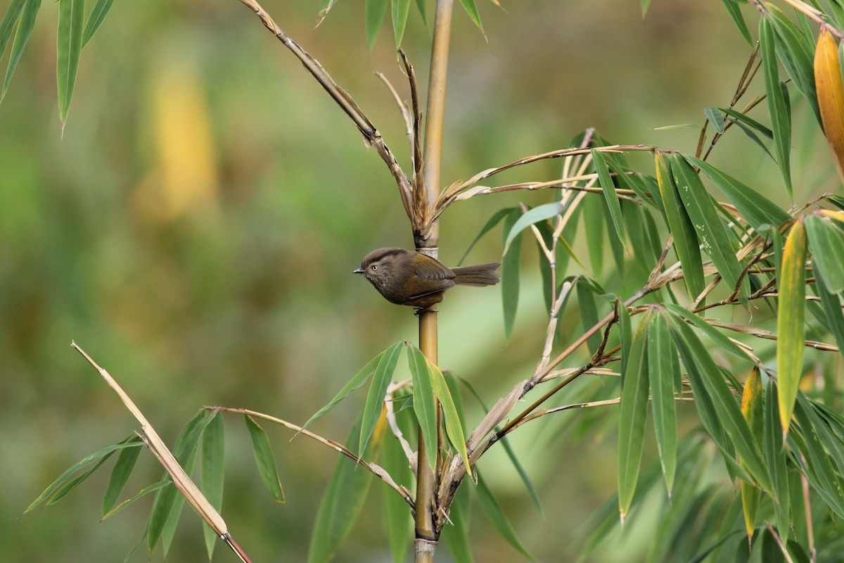 Manipur Fulvetta - ML646390351