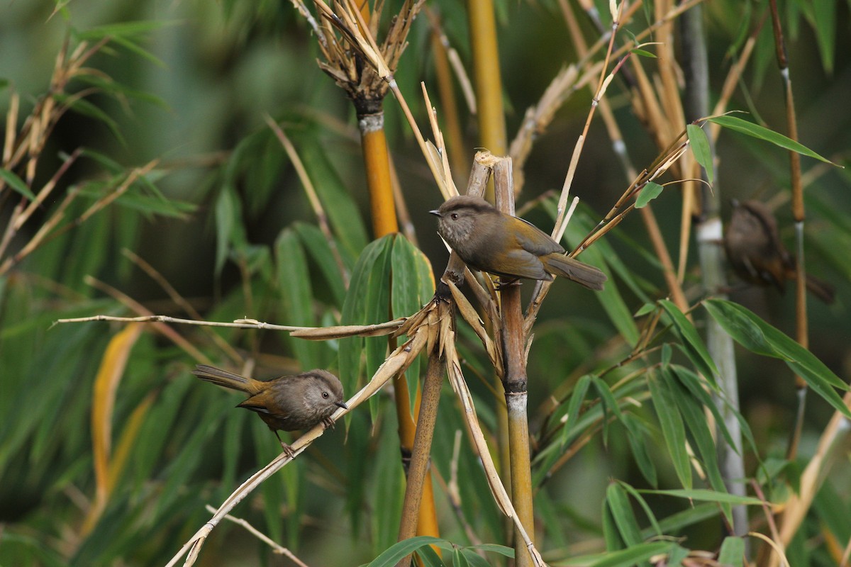 Manipur Fulvetta - ML646390352