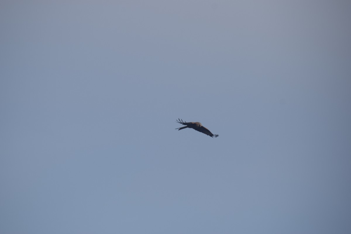 Red Kite - ML646390353