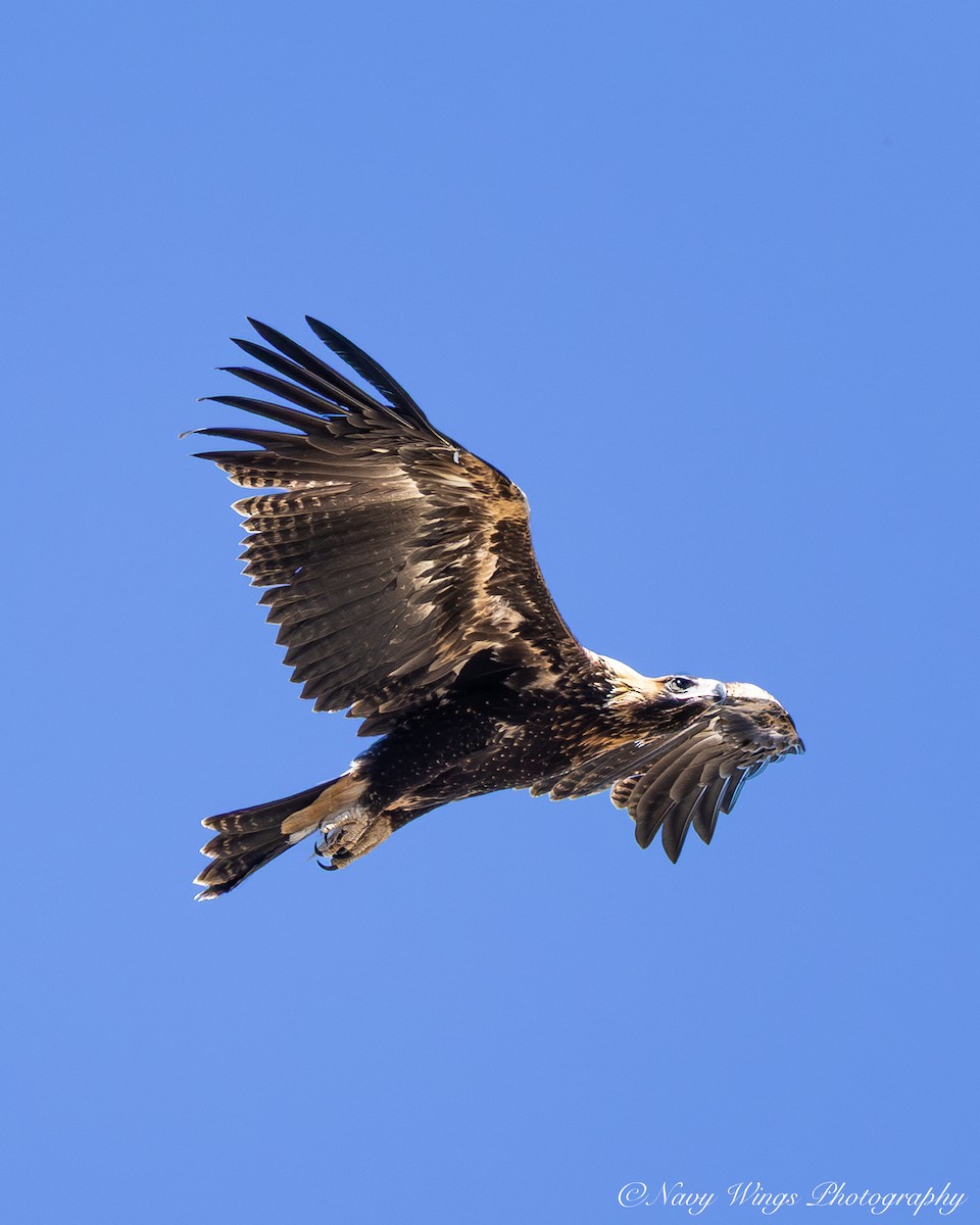 Wedge-tailed Eagle - ML646390354