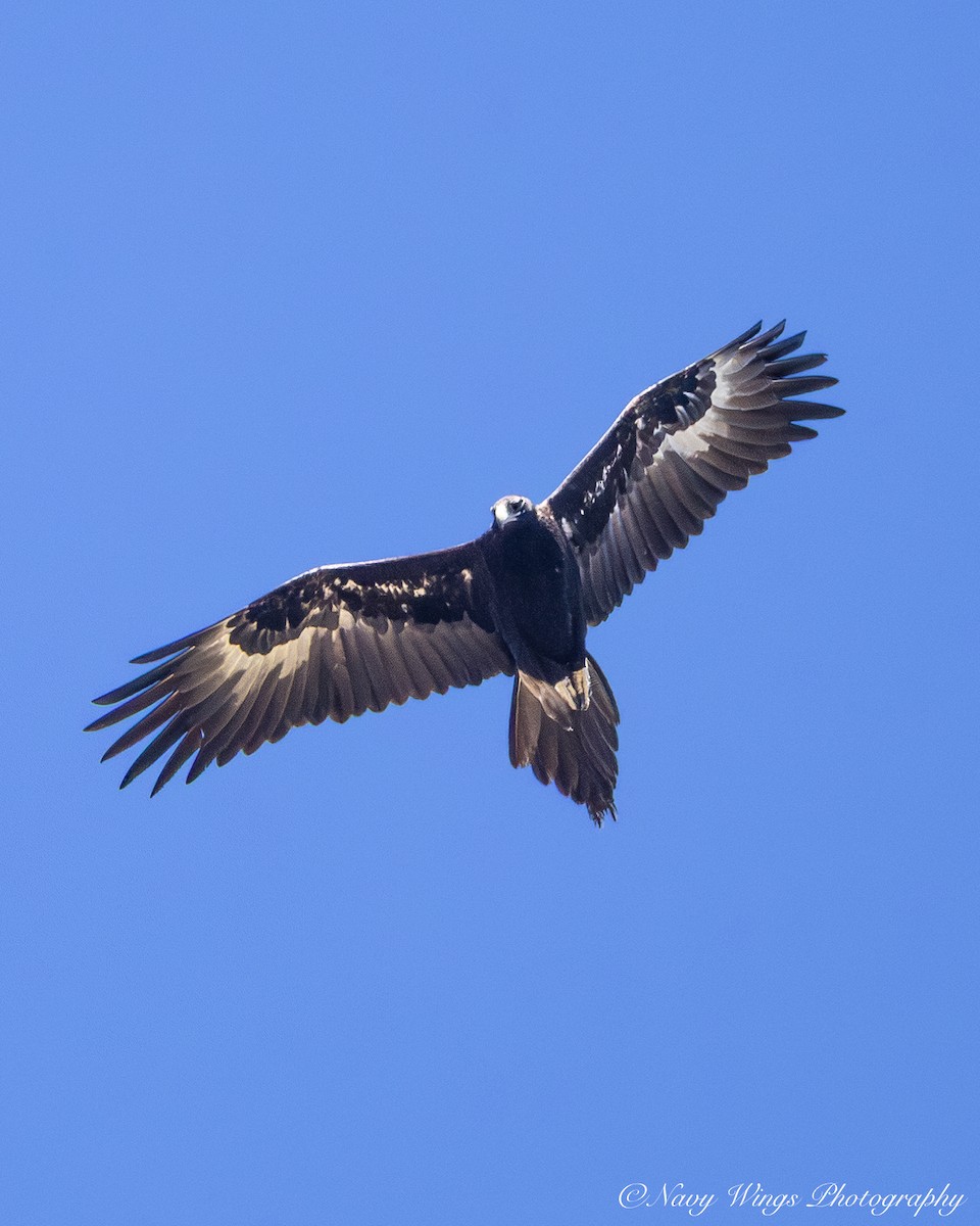 Wedge-tailed Eagle - ML646390355