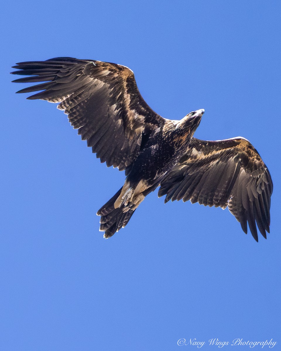 Wedge-tailed Eagle - ML646390356