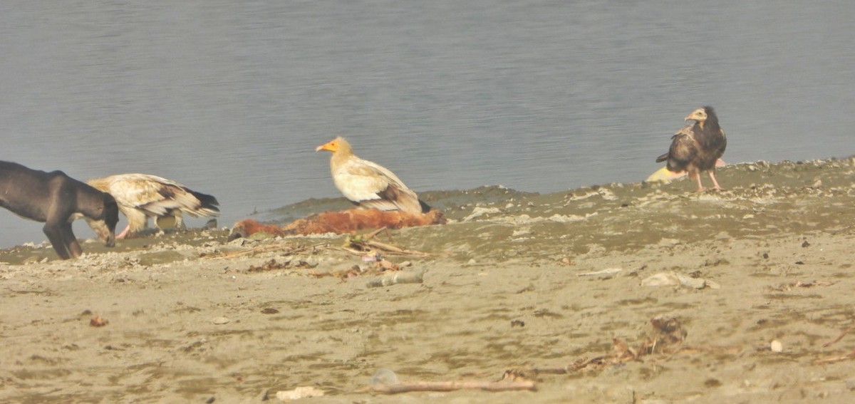 Egyptian Vulture - ML646390360