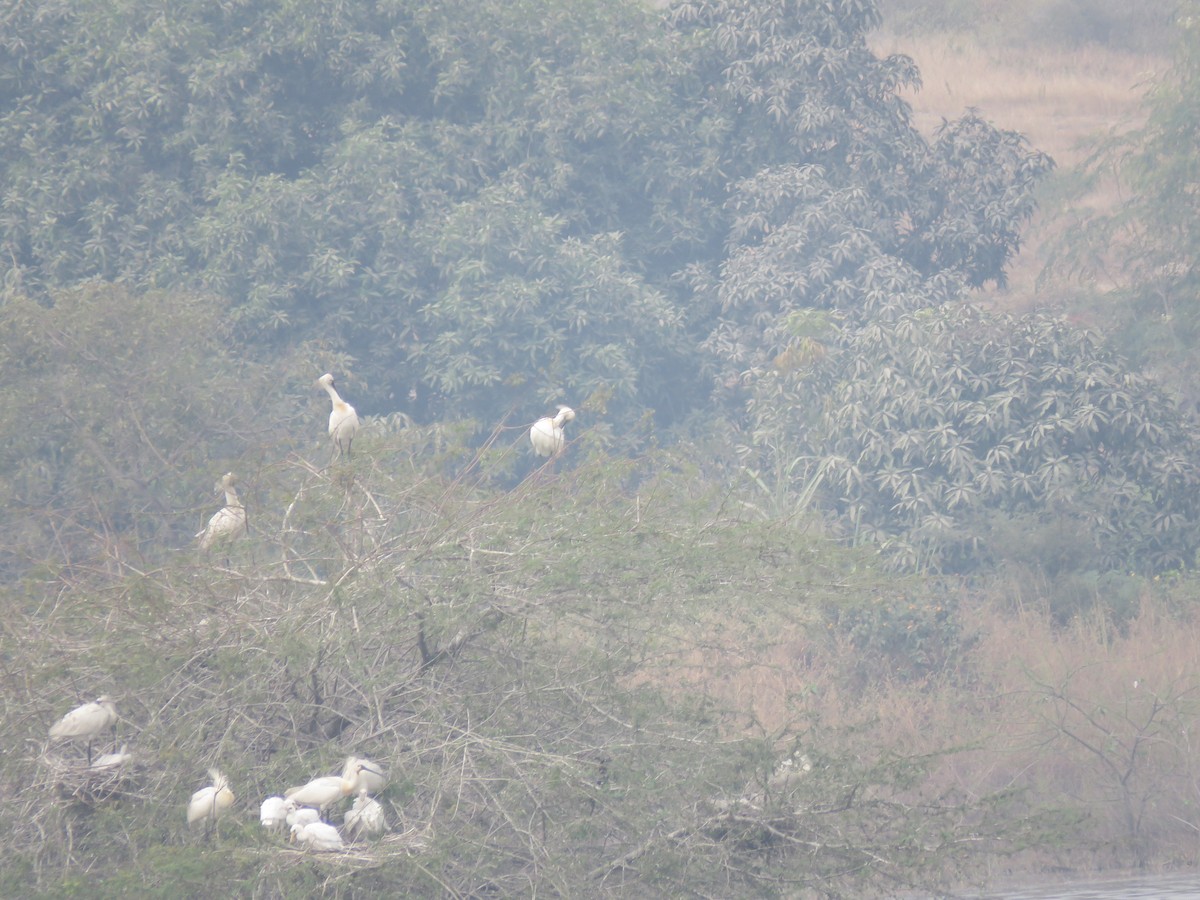 白琵鷺 - ML646390361