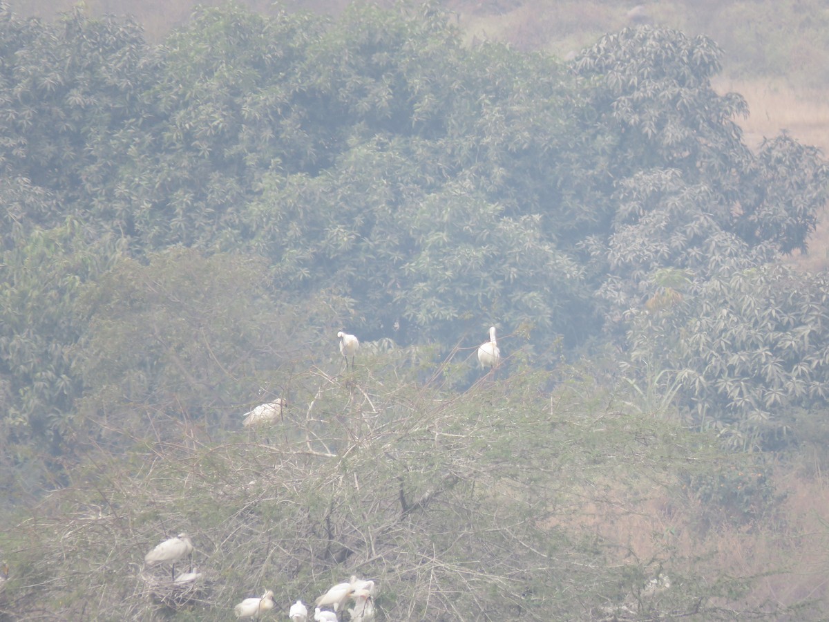 白琵鷺 - ML646390362