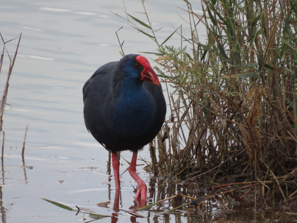 Western Swamphen - ML646390363