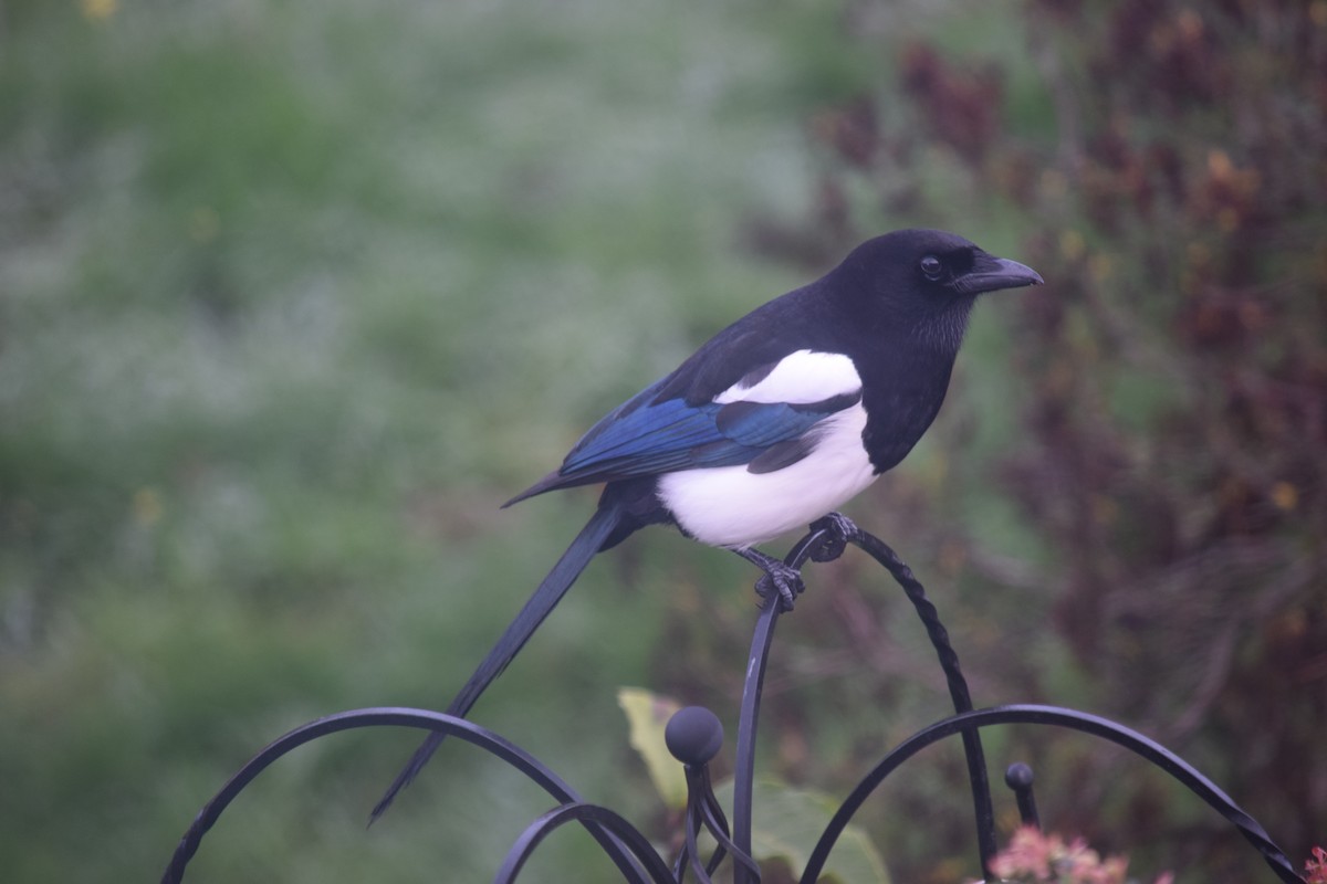 Eurasian Magpie - ML646390364