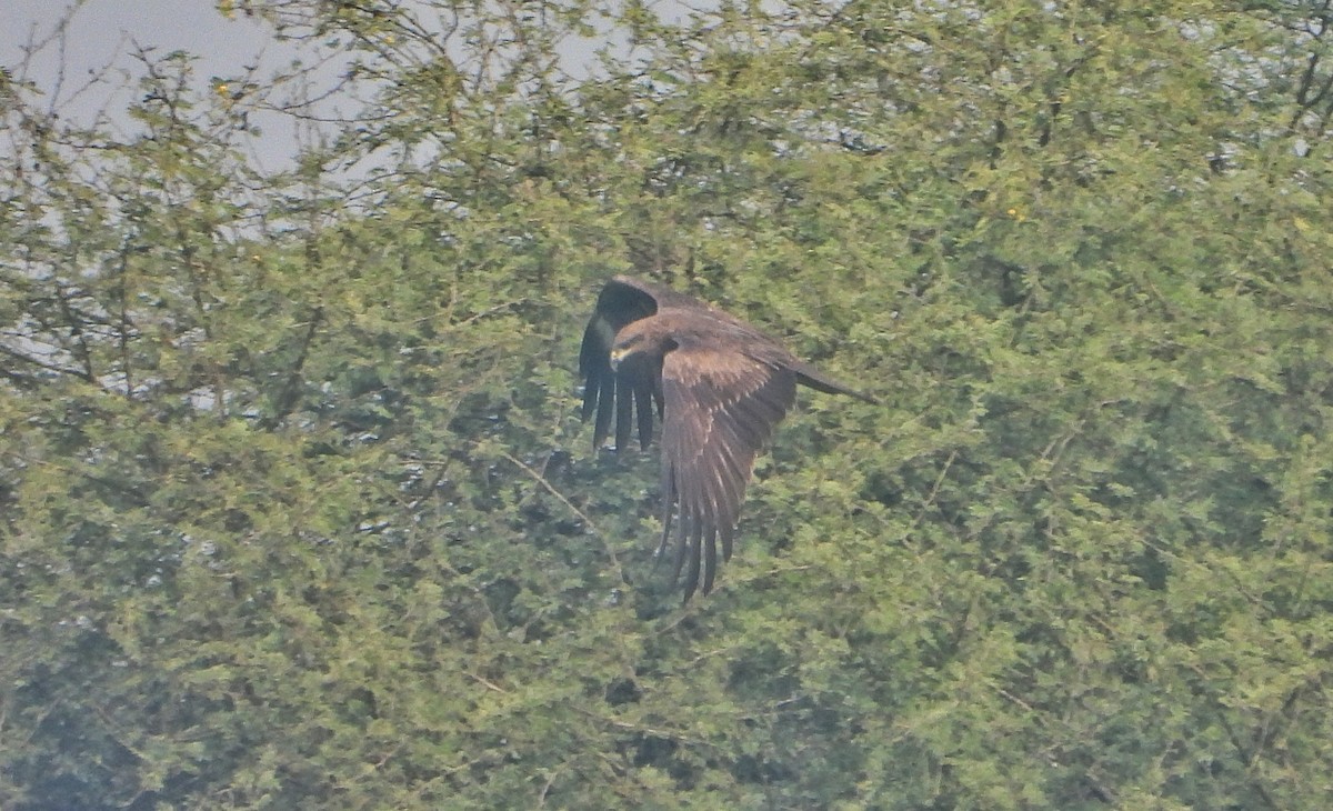 Black Kite - ML646390366