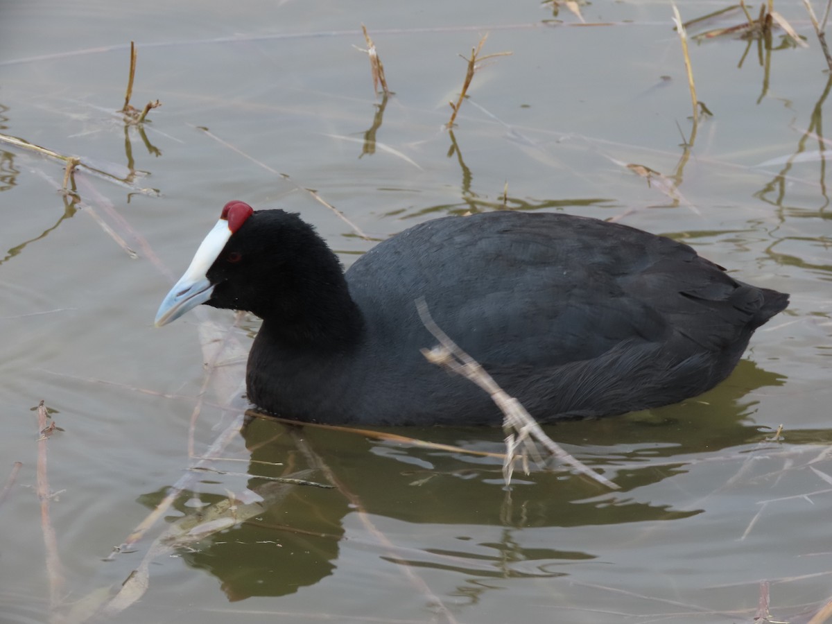 Red-knobbed Coot - ML646390367