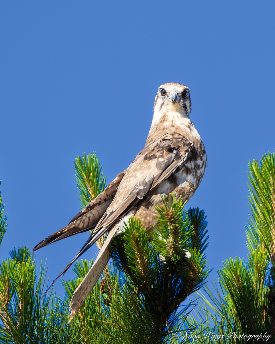 Brown Falcon - ML646390369