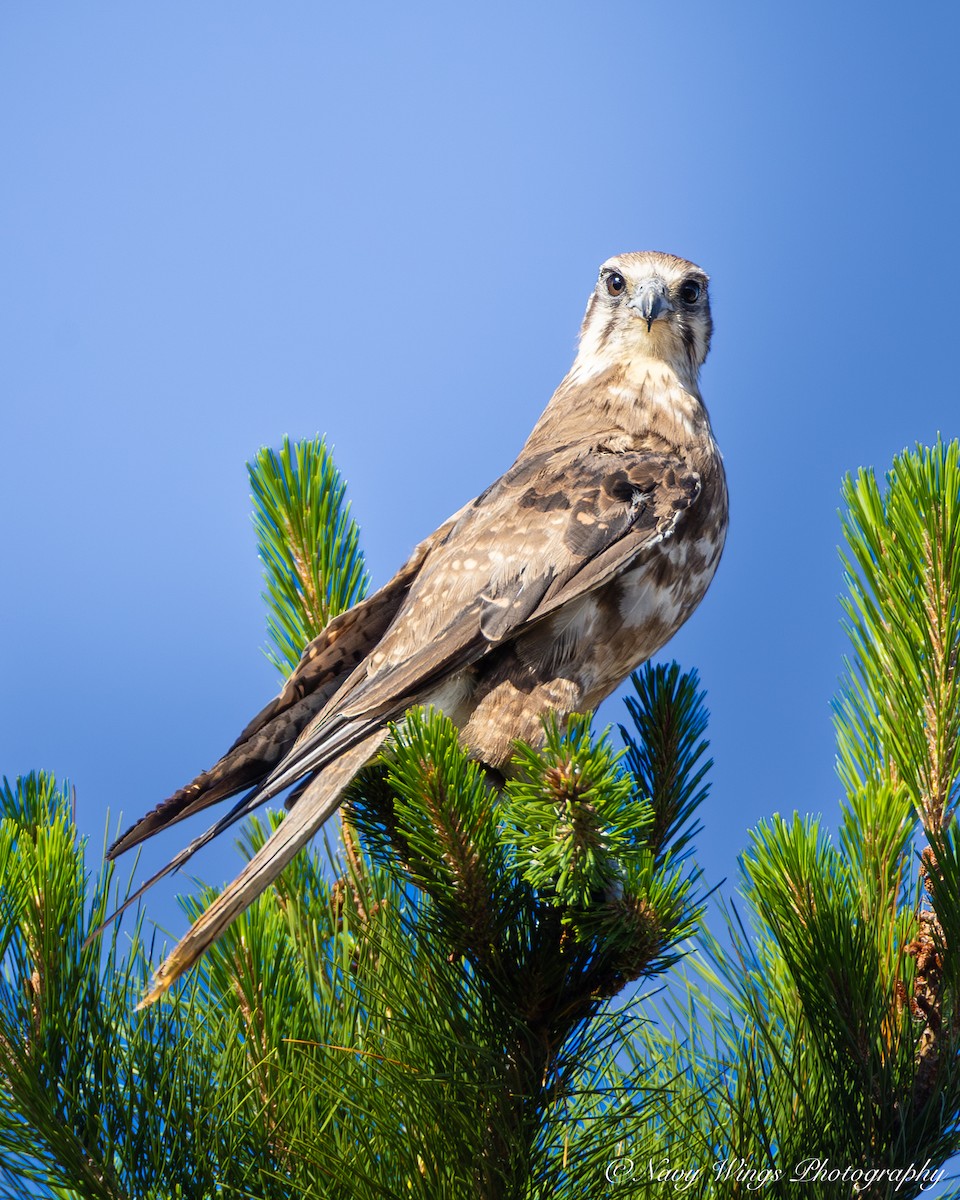 Brown Falcon - ML646390370
