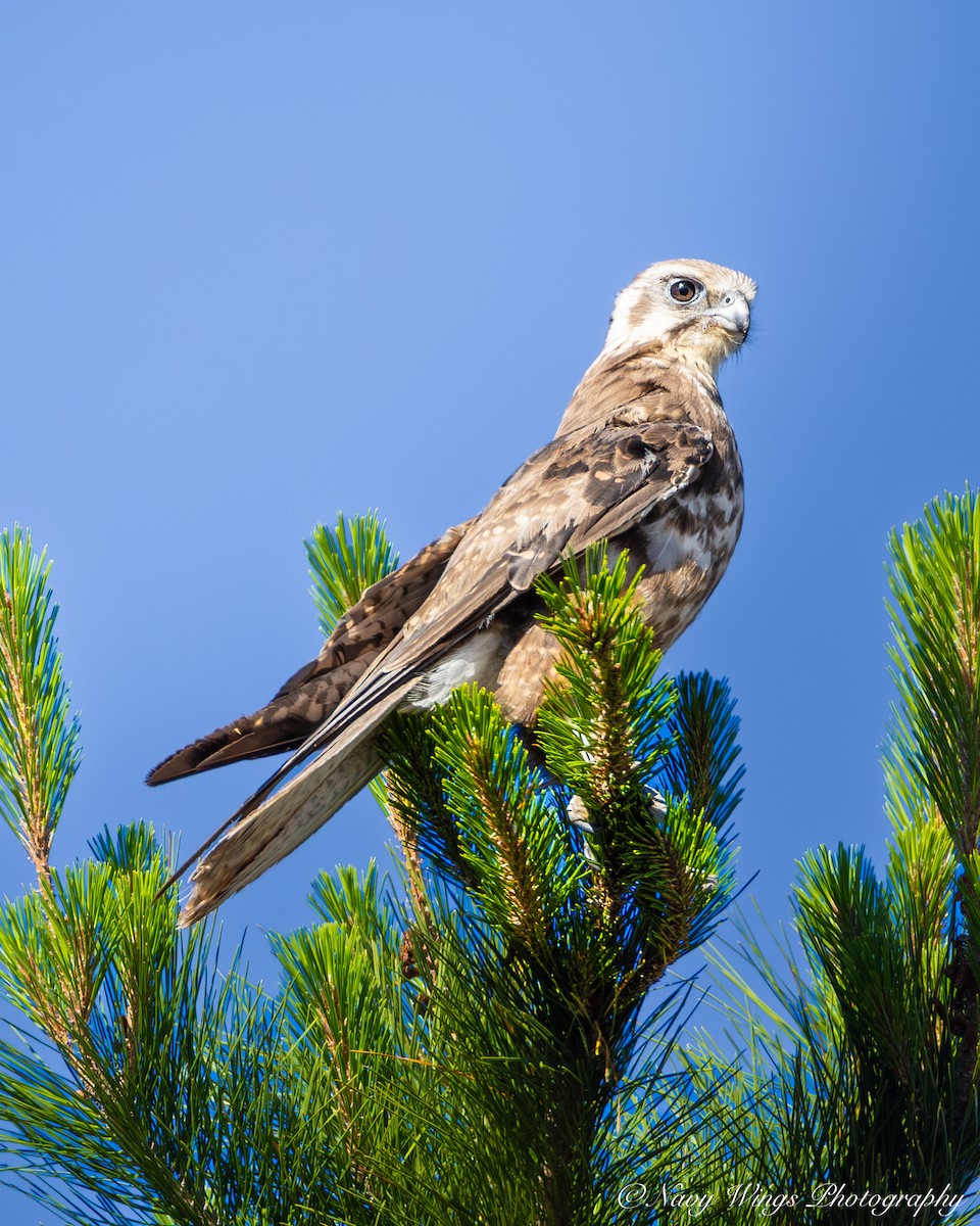 Brown Falcon - ML646390371