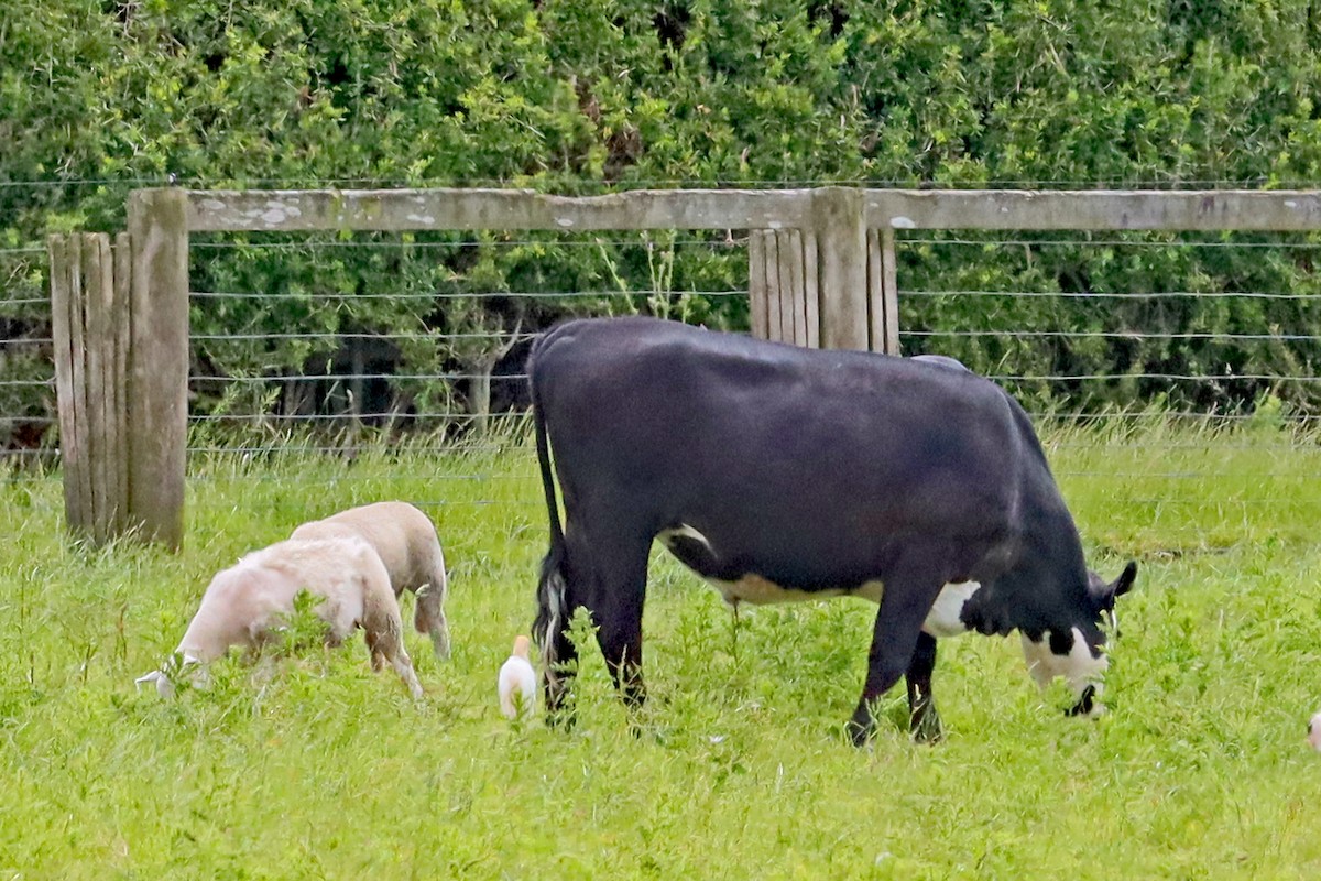 volavka dobytčí - ML646390372