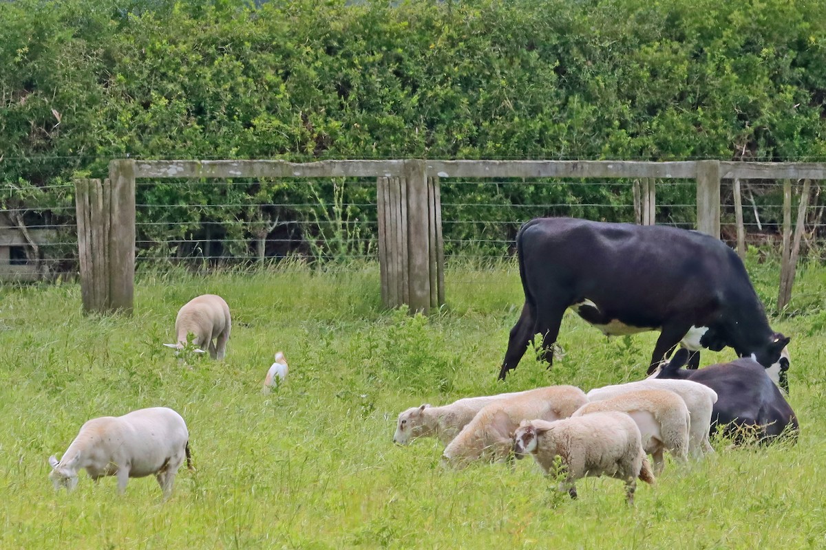 volavka dobytčí - ML646390374