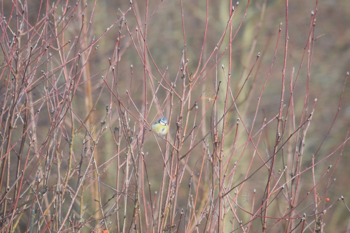 Eurasian Blue Tit - ML646390375