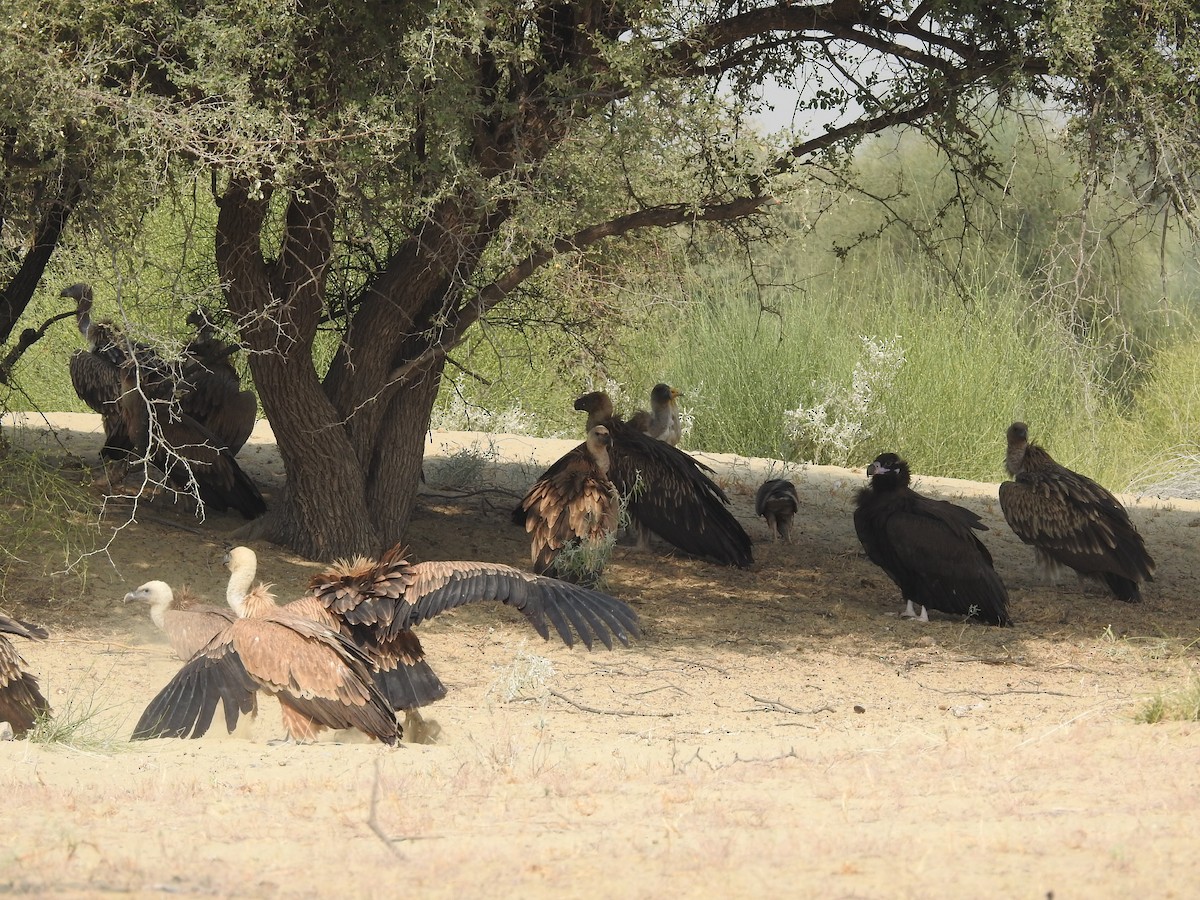 Schneegeier - ML646390376