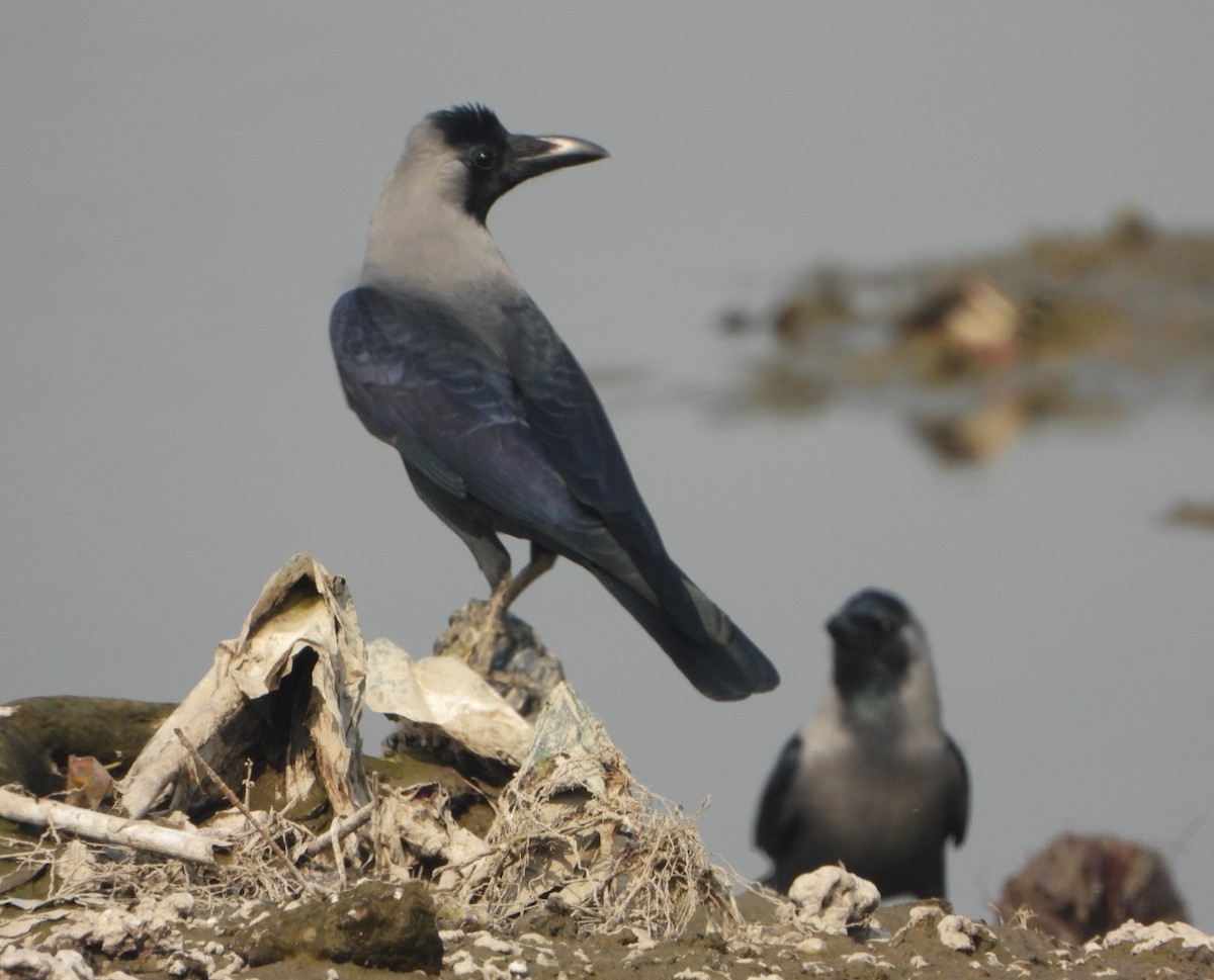 House Crow - ML646390377