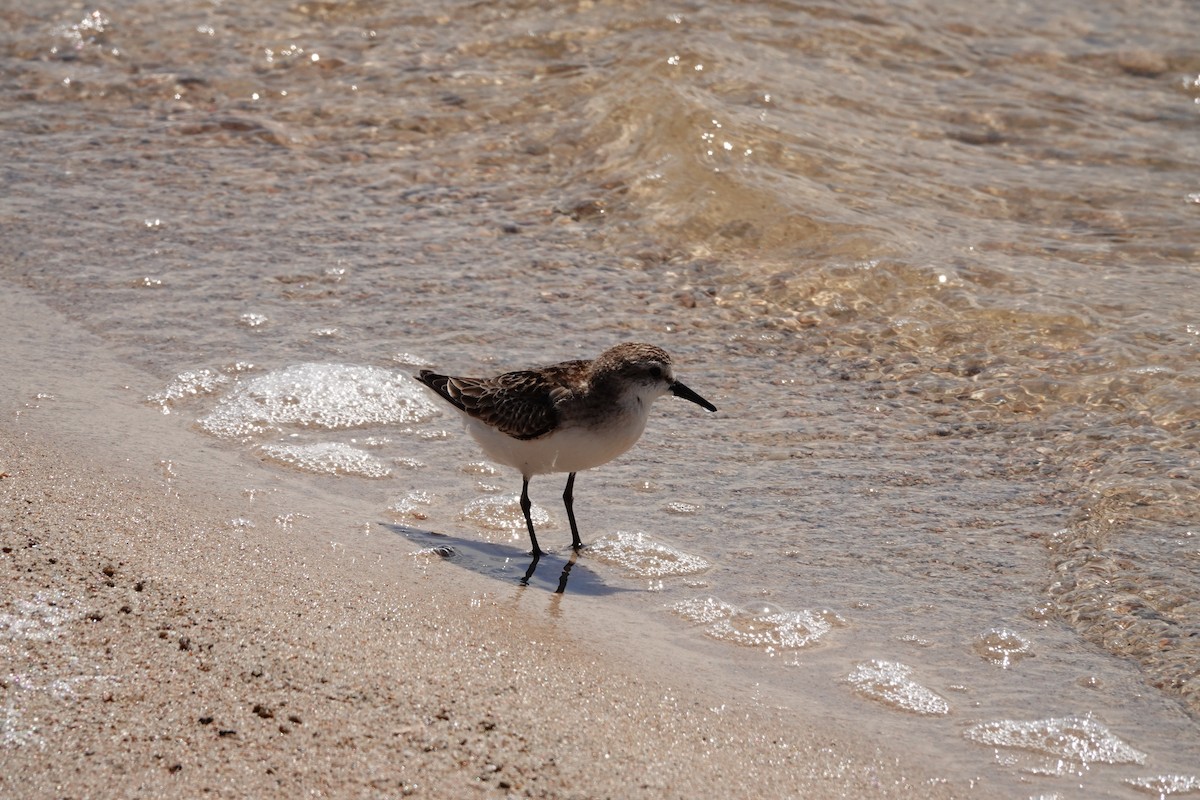 Red-necked Stint - ML646390379