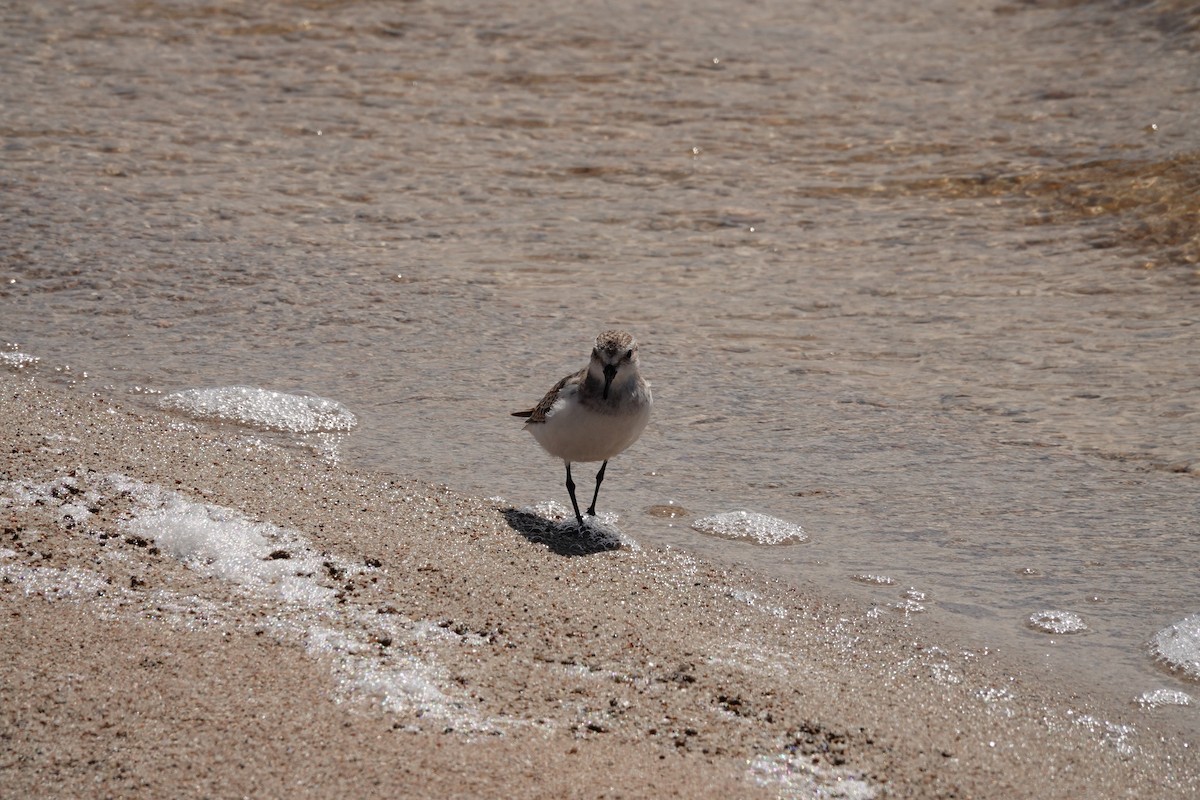 Red-necked Stint - ML646390380