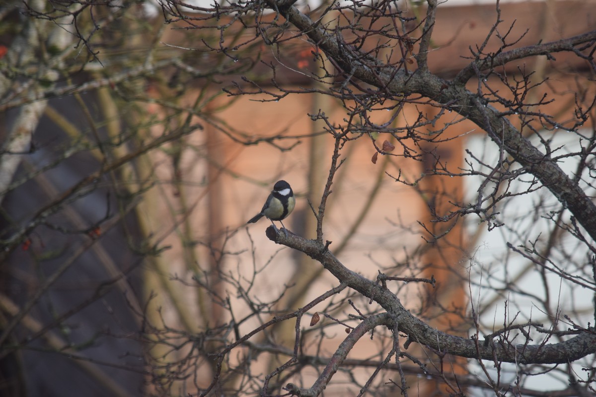 Great Tit - ML646390381