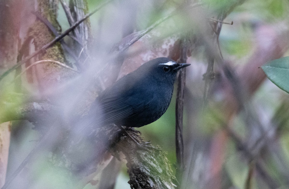 Himalayan Shortwing - ML646390383