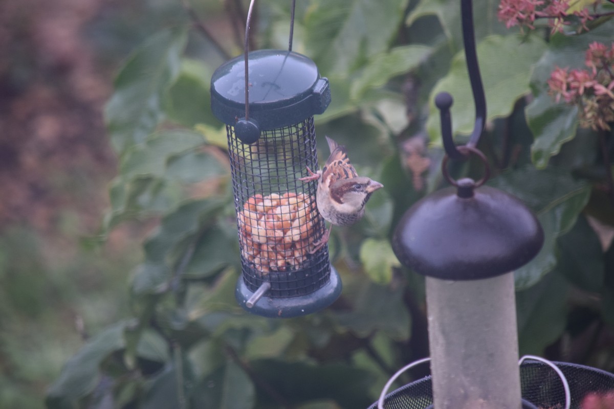 House Sparrow - ML646390384