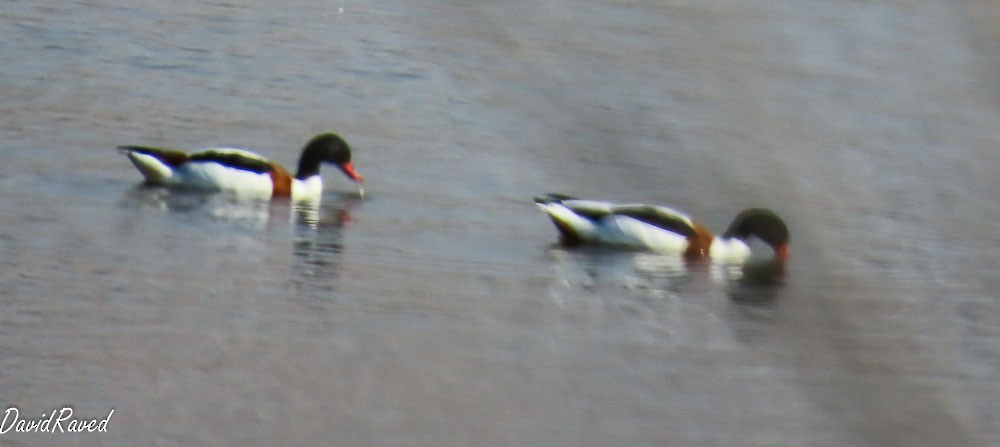 Common Shelduck - ML646390385