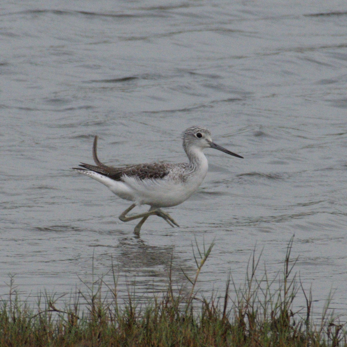 Common Greenshank - ML646390386