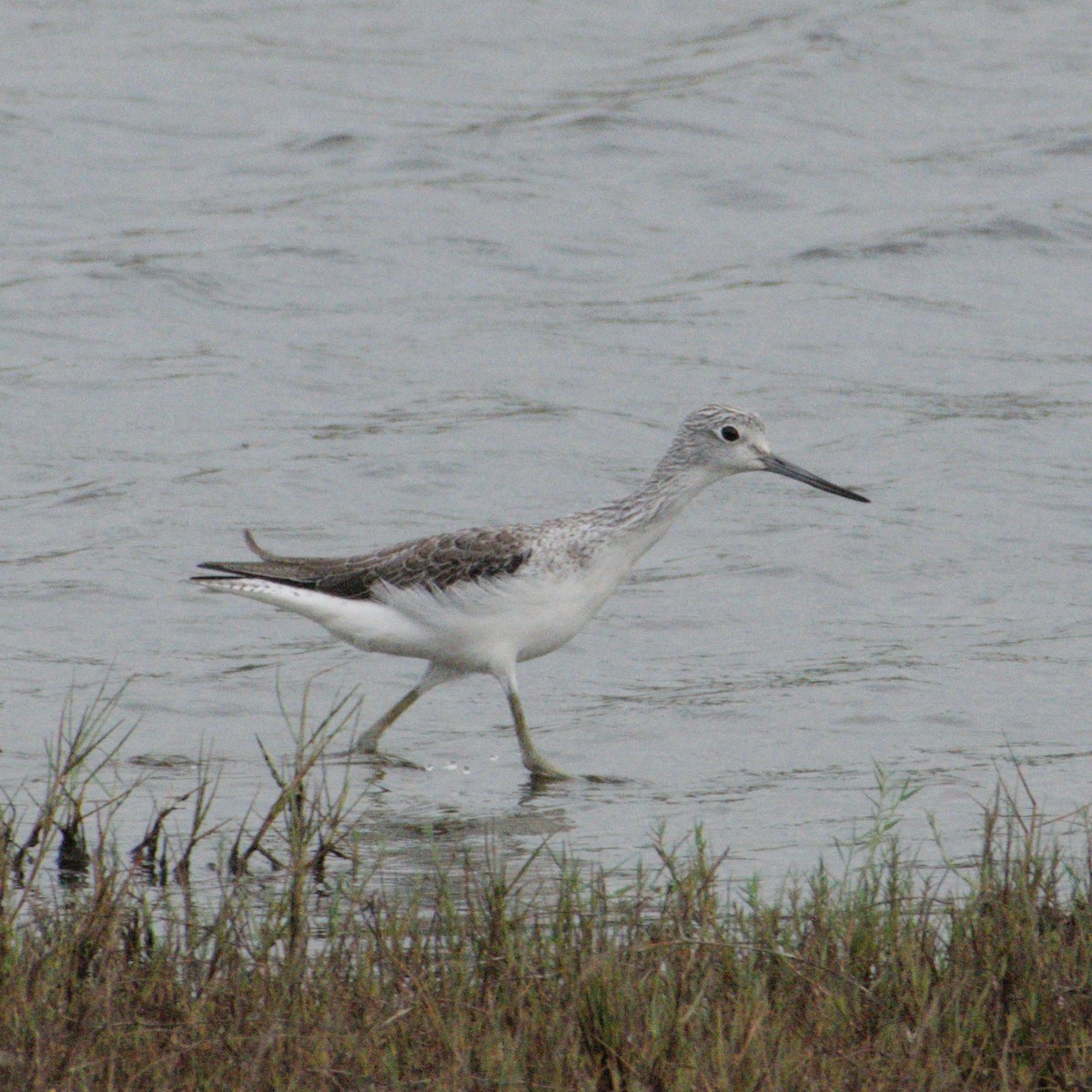 Common Greenshank - ML646390387
