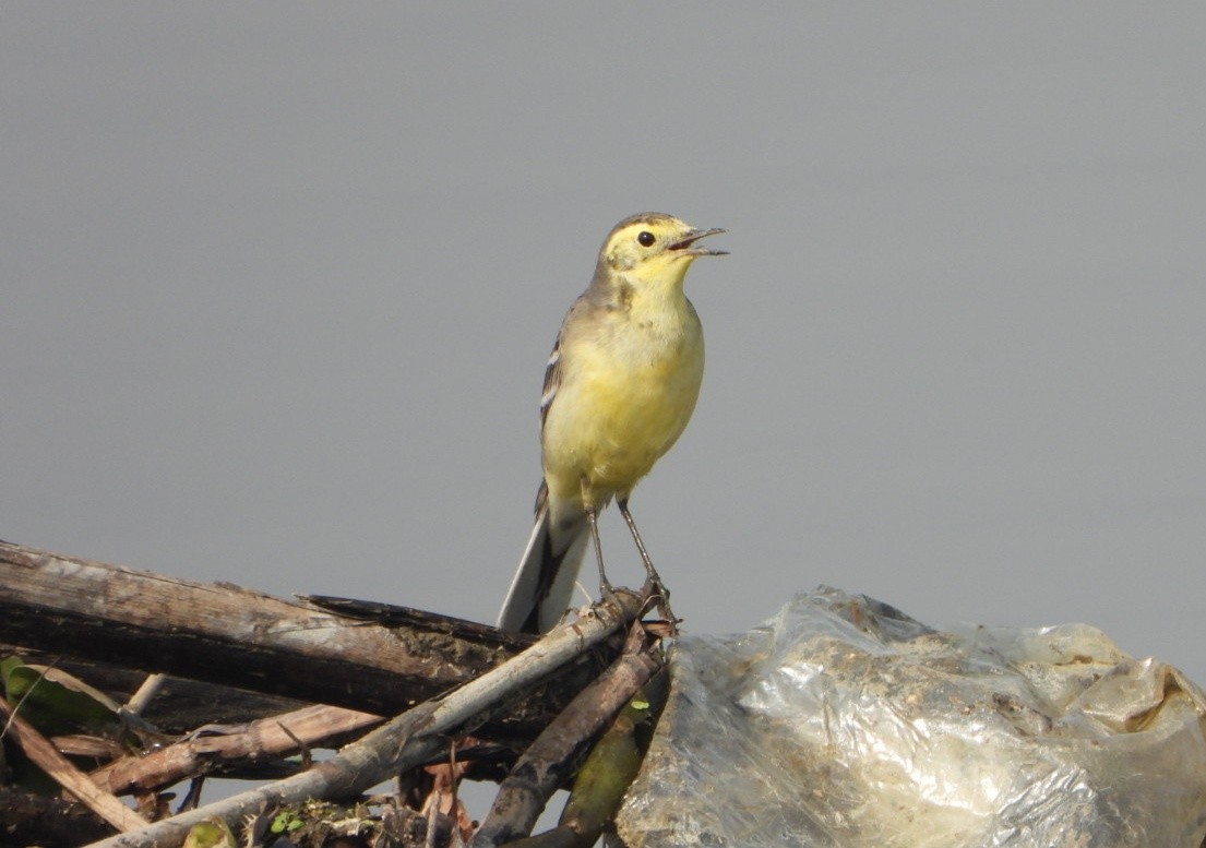 Citrine Wagtail - ML646390388