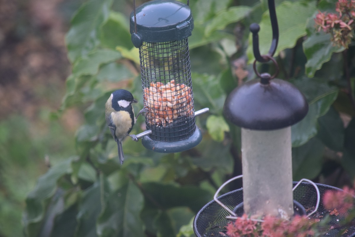 Great Tit - ML646390389