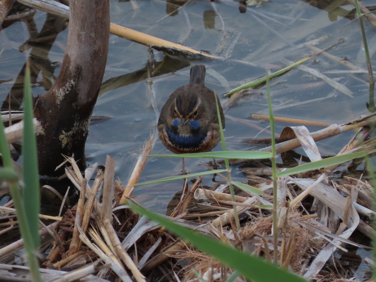 Bluethroat - ML646390392