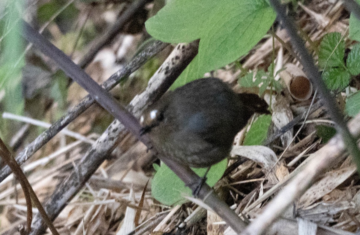 Himalayan Shortwing - ML646390393